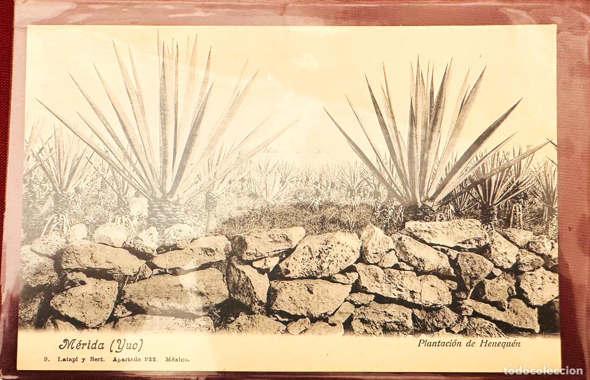 Timbres: CMI) 1910. MEXICO. POSTCARD. HENEQUEN PLANT WITHOUT STAMP DOMESTIC MAIL XF