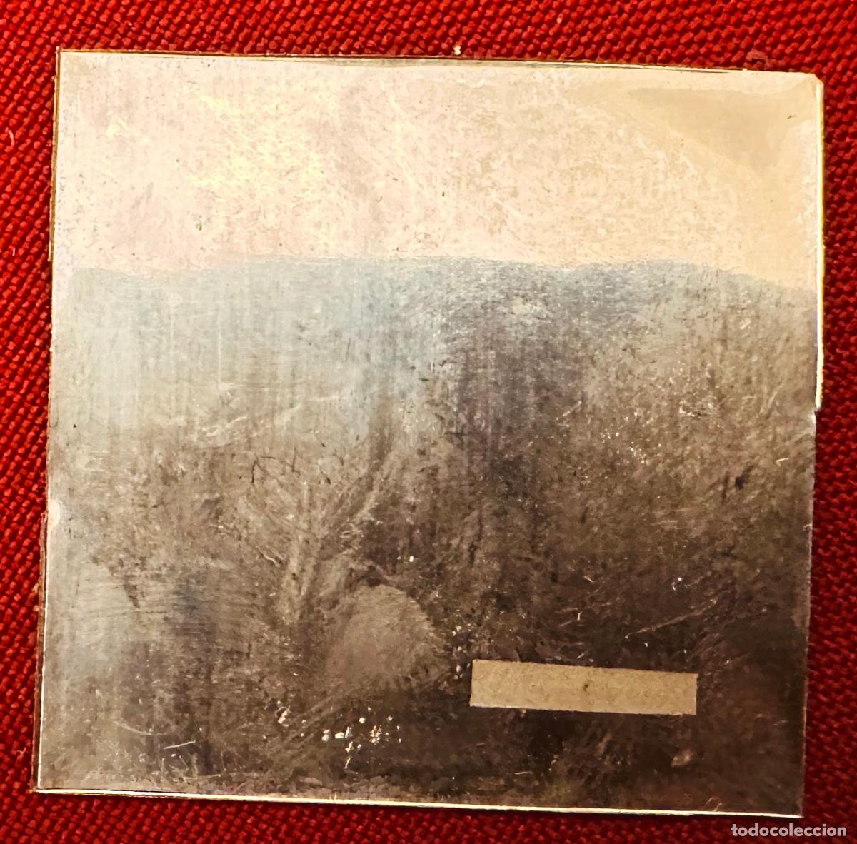 Sellos: CMI) 1978 MEXICO METALLIC PLATE WILD FOREST LANDSCAPE XF