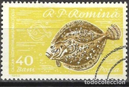 Sellos: Ruman&iacute;a 1960 - Mi 1929 - YT 1743 - Pez : Rodaballo
