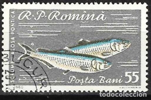 Sellos: Ruman&iacute;a 1960 - Mi 1930 - YT 1744 - Pez : S&aacute;balo