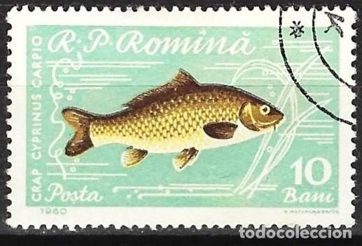 Sellos: Ruman&iacute;a 1960 - Mi 1927 - YT 1741 - Pez : Carpa
