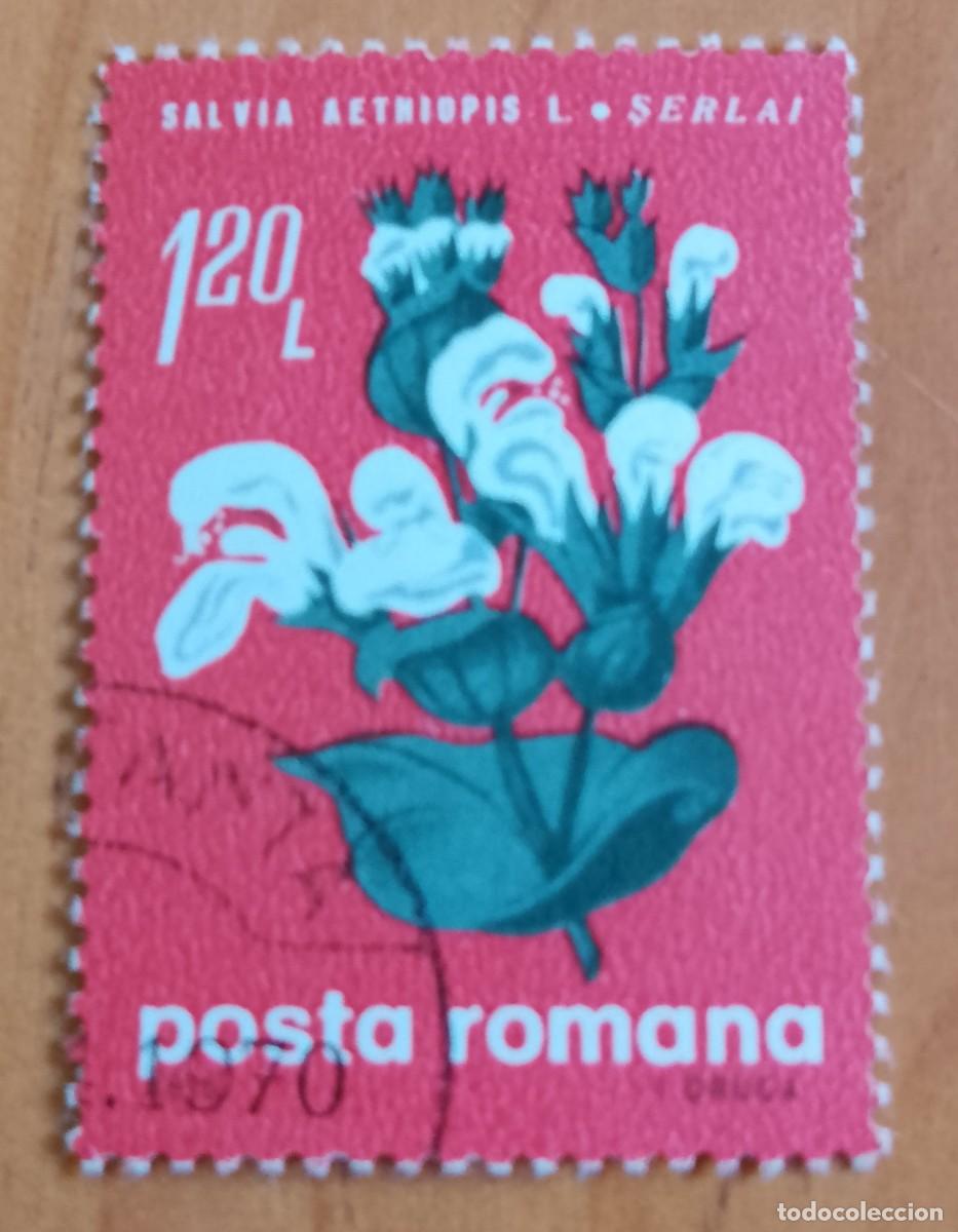 Sellos: RUMANIA - V/F 1,20 LEI - A&Ntilde;O 1970 - SALVIA AETHIOPIS, PLANTA, FLORA.