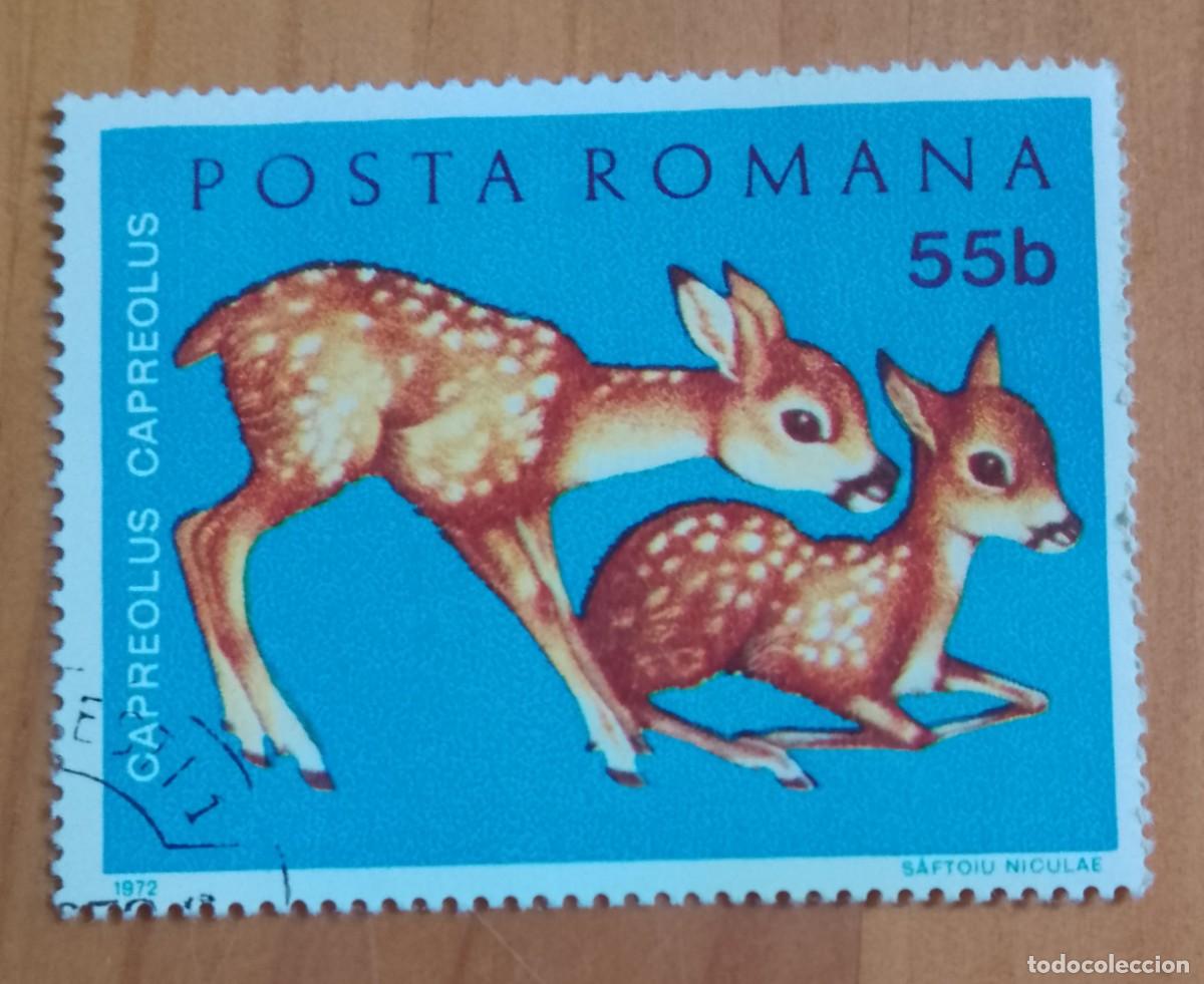 Sellos: RUMANIA - V/F 55 B - A&Ntilde;O 1972 - FAUNA, CAPREOLUS CAPREOLUS, EL CELO DEL CORZO.