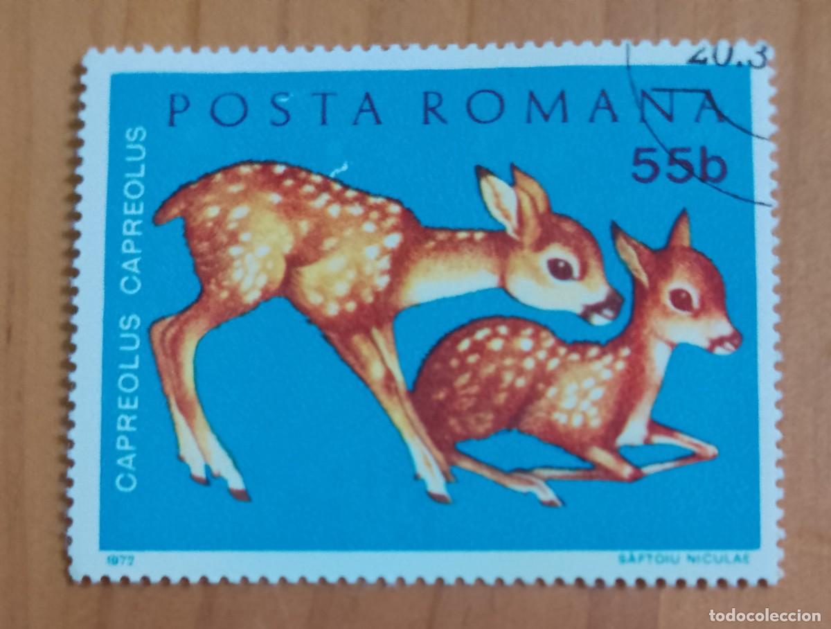 Sellos: RUMANIA - V/F 55 B - A&Ntilde;O 1972 - FAUNA, CAPREOLUS CAPREOLUS, EL CELO DEL CORZO.
