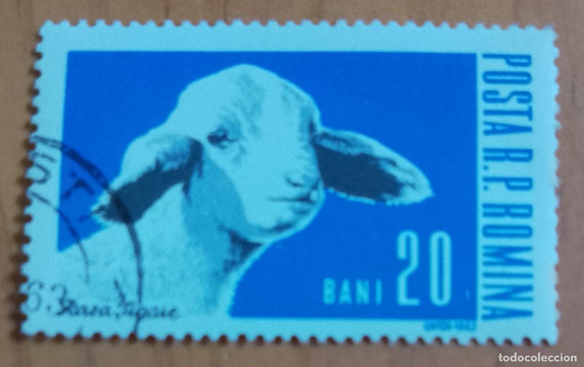 Sellos: RUMANIA - V/F BANI - A&Ntilde;O 1962 - RASA TIGAIE - FAUNA, ANIMALES DE GRANJA - VER DESCRIPCI&Oacute;N.
