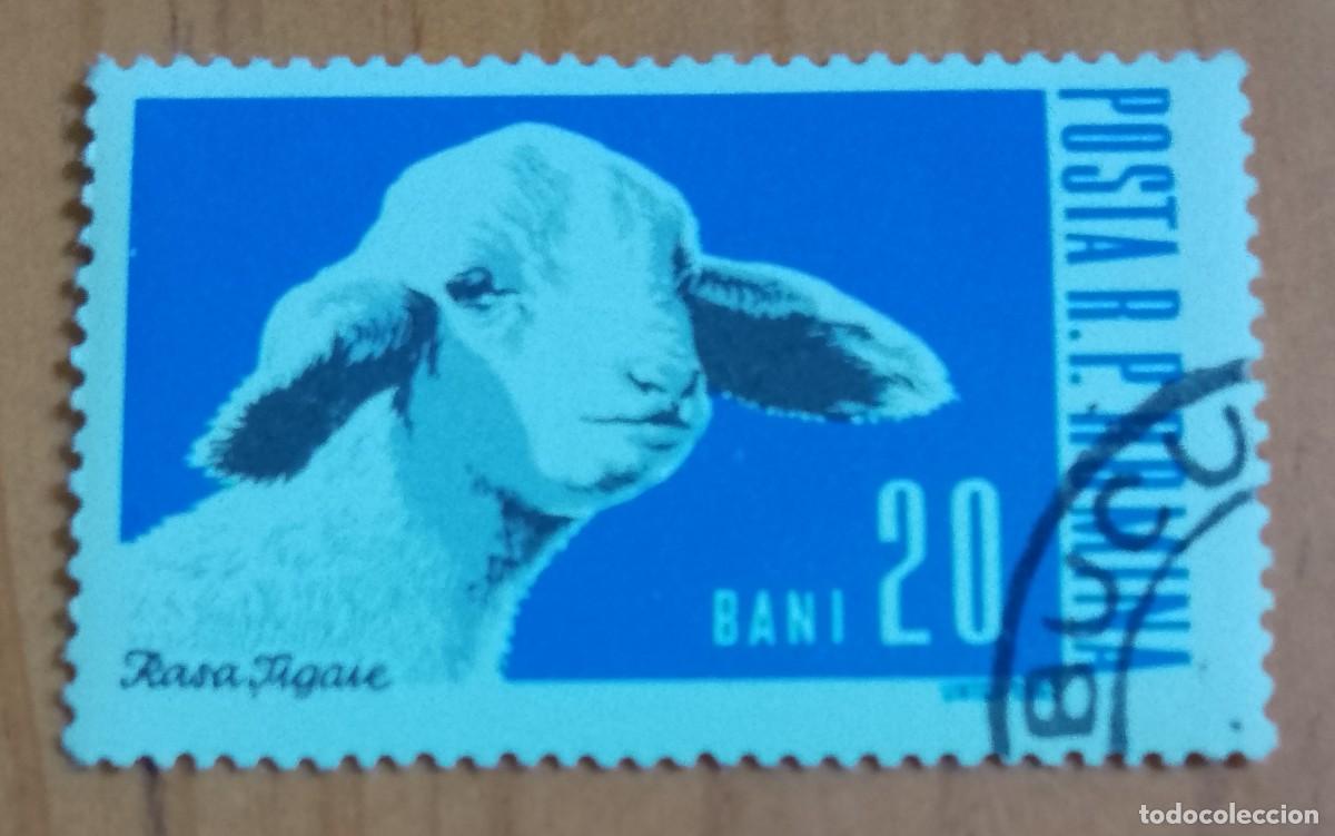 Sellos: RUMANIA - V/F BANI - A&Ntilde;O 1962 - RASA TIGAIE - FAUNA, ANIMALES DE GRANJA - VER DESCRIPCI&Oacute;N.