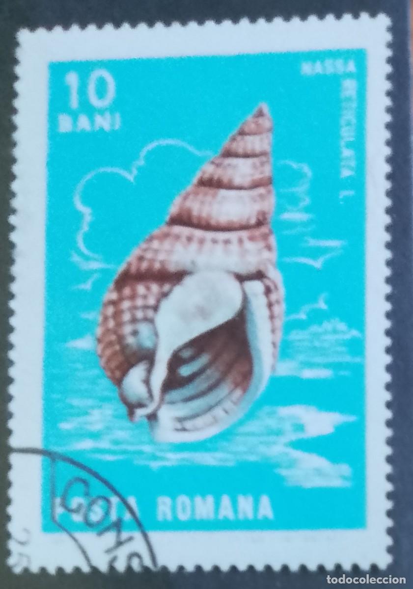 Sellos: RUMANIA - V/F 10 BANI -A. 1965 - CR&Uacute;STACEO -NASSA RETICULATA, L. CARACOL MARINO PEQUE&Ntilde;O -DESCRIPCI&Oacute;N