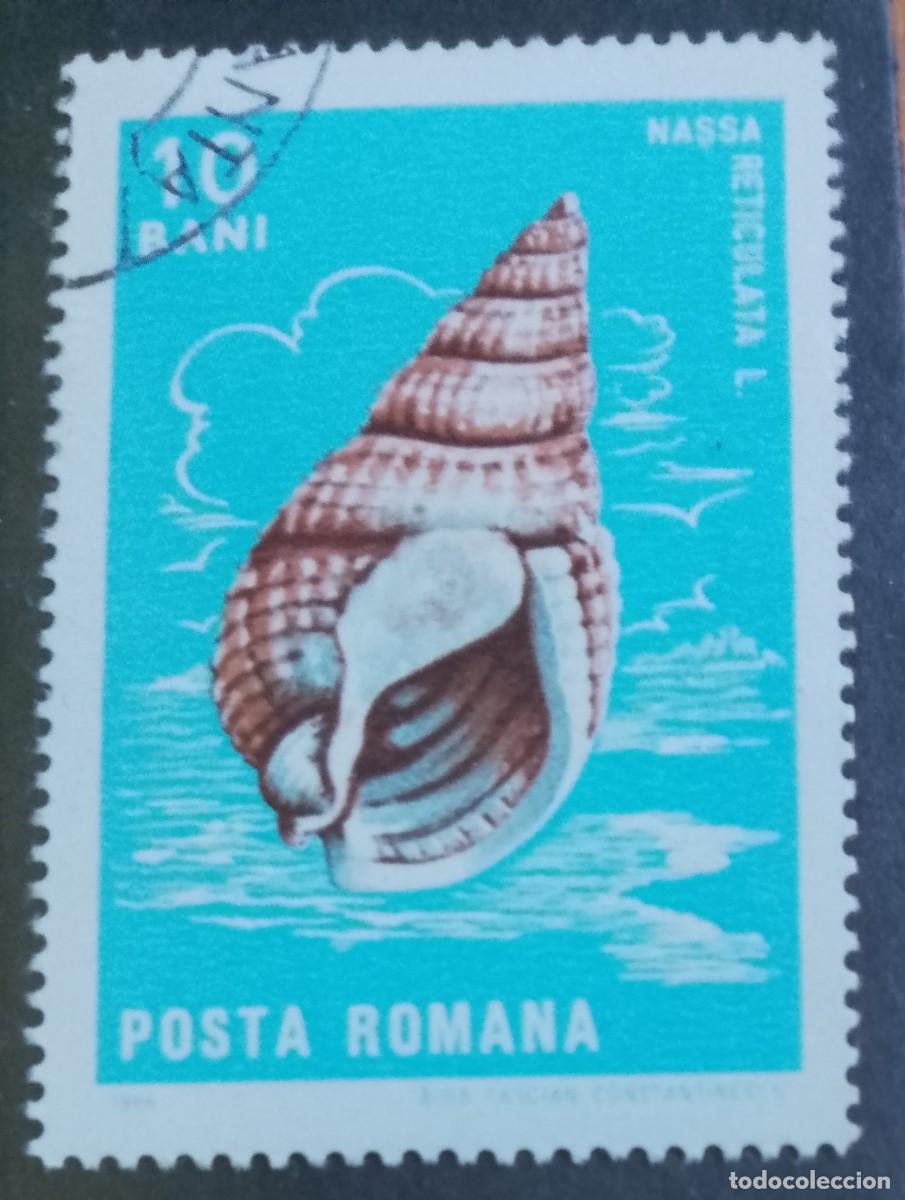 Sellos: RUMANIA - V/F 10 BANI -A. 1965 - CR&Uacute;STACEO -NASSA RETICULATA, L. CARACOL MARINO PEQUE&Ntilde;O -DESCRIPCI&Oacute;N
