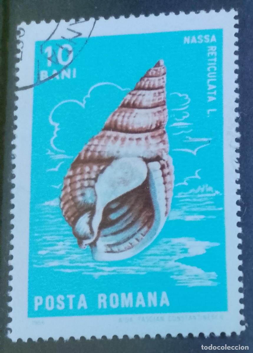 Sellos: RUMANIA - V/F 10 BANI -A. 1965 - CR&Uacute;STACEO -NASSA RETICULATA, L. CARACOL MARINO PEQUE&Ntilde;O -DESCRIPCI&Oacute;N