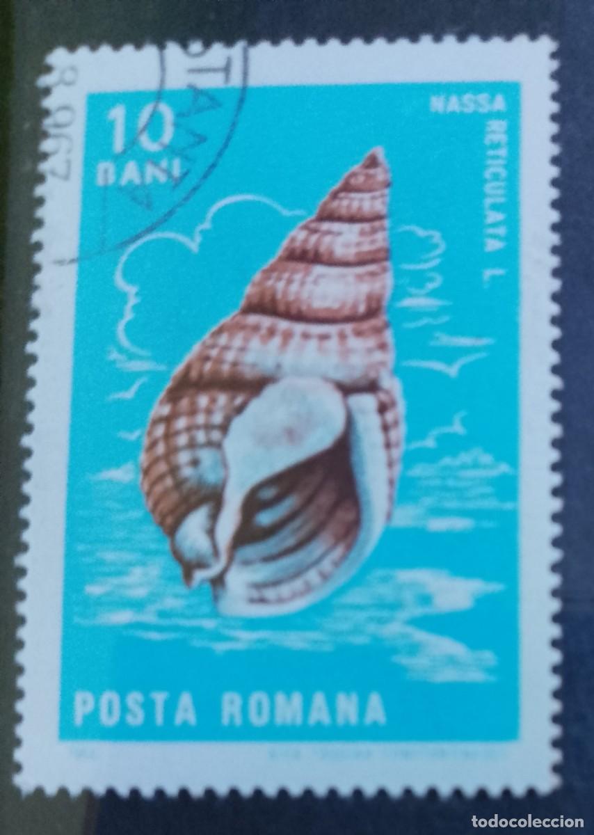 Sellos: RUMANIA - V/F 10 BANI -A. 1965 - CR&Uacute;STACEO -NASSA RETICULATA, L. CARACOL MARINO PEQUE&Ntilde;O -DESCRIPCI&Oacute;N
