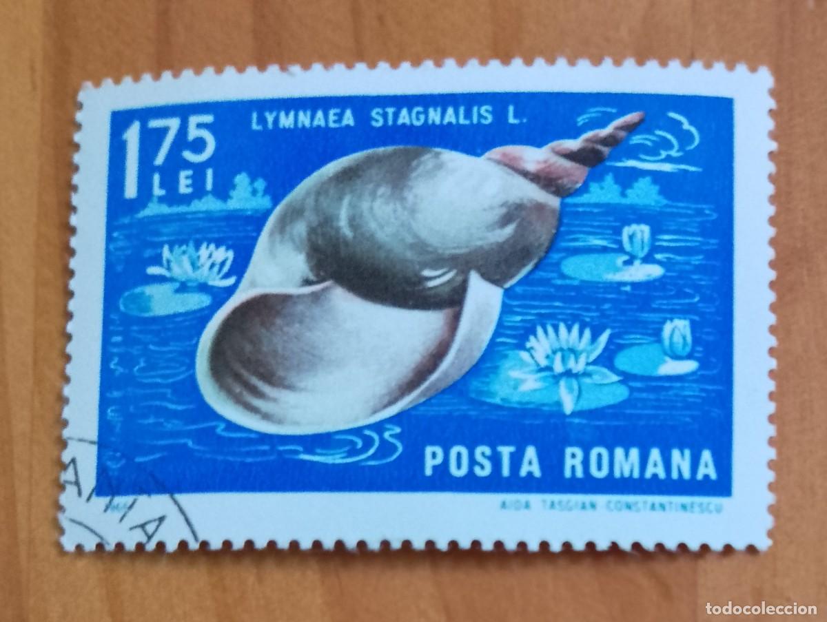 Sellos: RUMANIA - 1,75 LEI - A&Ntilde;O 1966 - FAUNA MARINA, GRAN CARACOL, LYMNAEA STAGNALIS - VER DESCRIPCI&Oacute;N