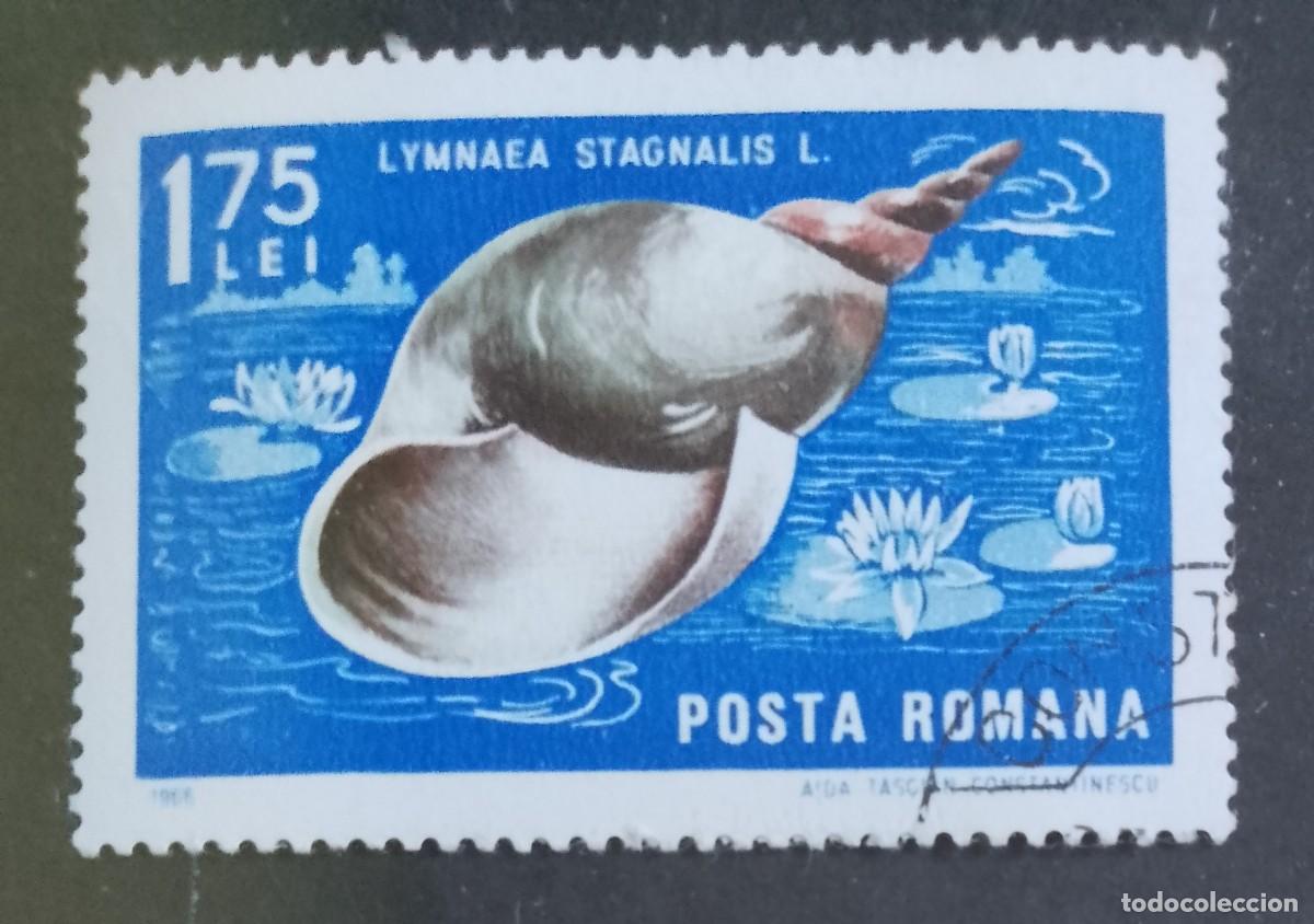 Sellos: RUMANIA - 1,75 LEI - A&Ntilde;O 1966 - FAUNA MARINA, GRAN CARACOL, LYMNAEA STAGNALIS - VER DESCRIPCI&Oacute;N