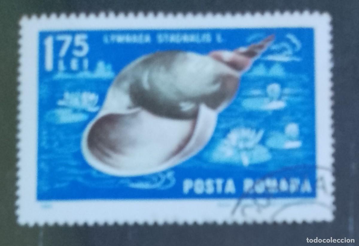 Sellos: RUMANIA - 1,75 LEI - A&Ntilde;O 1966 - FAUNA MARINA, GRAN CARACOL, LYMNAEA STAGNALIS - VER DESCRIPCI&Oacute;N