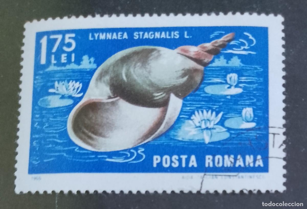 Sellos: RUMANIA - 1,75 LEI - A&Ntilde;O 1966 - FAUNA MARINA, GRAN CARACOL, LYMNAEA STAGNALIS - VER DESCRIPCI&Oacute;N