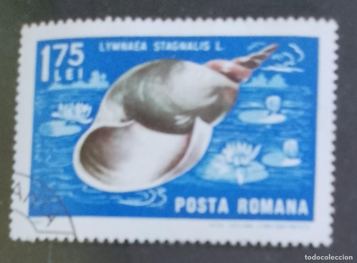 Sellos: RUMANIA - 1,75 LEI - A&Ntilde;O 1966 - FAUNA MARINA, GRAN CARACOL, LYMNAEA STAGNALIS - VER DESCRIPCI&Oacute;N