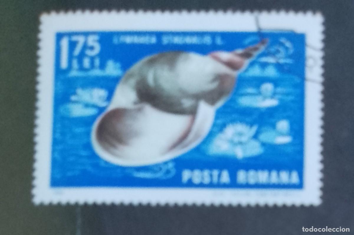 Sellos: RUMANIA - 1,75 LEI - A&Ntilde;O 1966 - FAUNA MARINA, GRAN CARACOL, LYMNAEA STAGNALIS - VER DESCRIPCI&Oacute;N