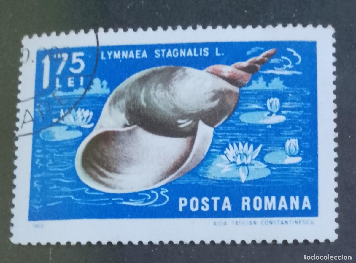 Sellos: RUMANIA - 1,75 LEI - A&Ntilde;O 1966 - FAUNA MARINA, GRAN CARACOL, LYMNAEA STAGNALIS - VER DESCRIPCI&Oacute;N