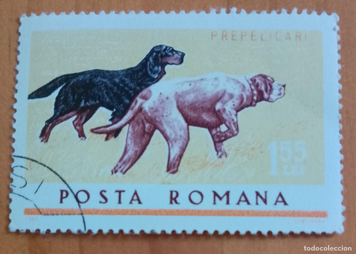 Sellos: RUMANIA - 1,55 LEI - A&Ntilde;O 1965 - FAUNA, PERROS DE CAZA - VER DESCRIPCI&Oacute;N.