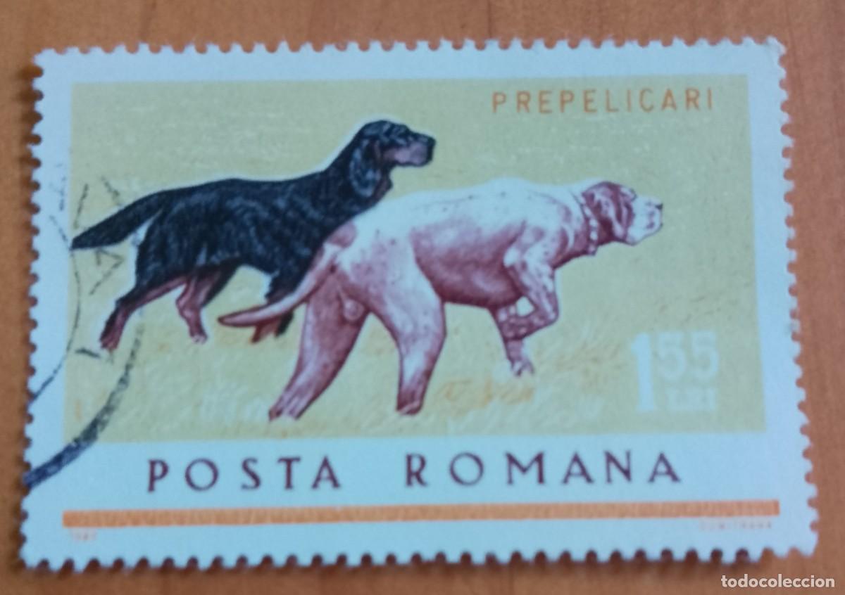 Sellos: RUMANIA - 1,55 LEI - A&Ntilde;O 1965 - FAUNA, PERROS DE CAZA - VER DESCRIPCI&Oacute;N.