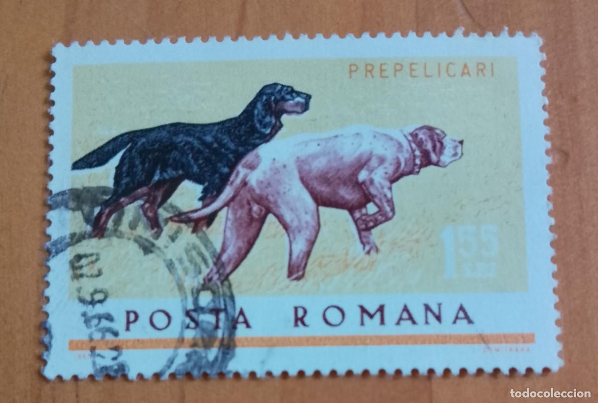 Sellos: RUMANIA - 1,55 LEI - A&Ntilde;O 1965 - FAUNA, PERROS DE CAZA - VER DESCRIPCI&Oacute;N.