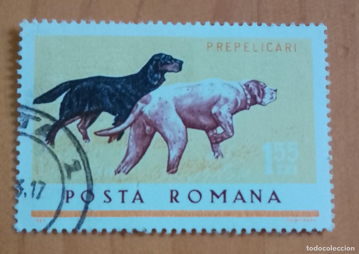 Sellos: RUMANIA - 1,55 LEI - A&Ntilde;O 1965 - FAUNA, PERROS DE CAZA - VER DESCRIPCI&Oacute;N.