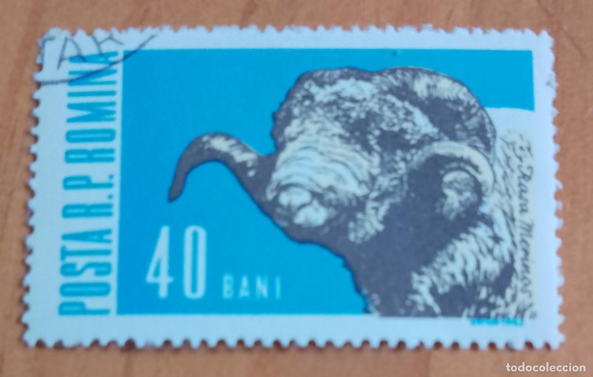 Sellos: RUMANIA - 40 BANI - A&Ntilde;O 1962 - MAMIFEROS DOM&Eacute;STICOS, CABEZA DE CARNERO - VER DESCRIPCI&Oacute;N.