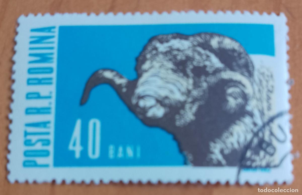 Sellos: RUMANIA - 40 BANI - A&Ntilde;O 1962 - MAMIFEROS DOM&Eacute;STICOS, CABEZA DE CARNERO - VER DESCRIPCI&Oacute;N.