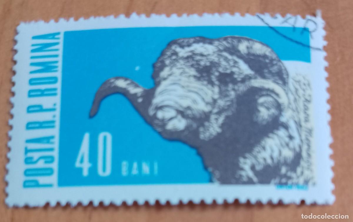 Sellos: RUMANIA - 40 BANI - A&Ntilde;O 1962 - MAMIFEROS DOM&Eacute;STICOS, CABEZA DE CARNERO - VER DESCRIPCI&Oacute;N.