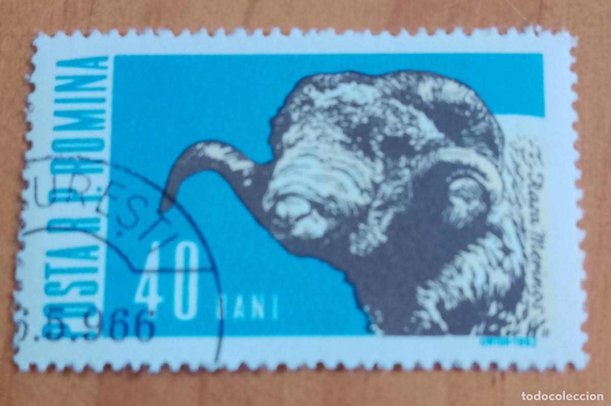 Sellos: RUMANIA - 40 BANI - A&Ntilde;O 1962 - MAMIFEROS DOM&Eacute;STICOS, CABEZA DE CARNERO - VER DESCRIPCI&Oacute;N.