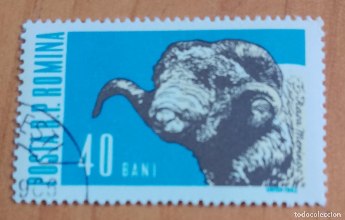 Sellos: RUMANIA - 40 BANI - A&Ntilde;O 1962 - MAMIFEROS DOM&Eacute;STICOS, CABEZA DE CARNERO - VER DESCRIPCI&Oacute;N.