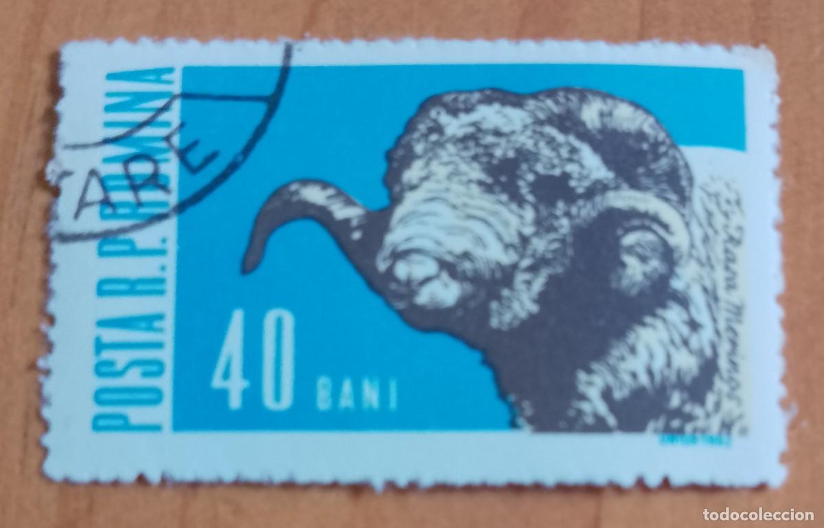 Sellos: RUMANIA - 40 BANI - A&Ntilde;O 1962 - MAMIFEROS DOM&Eacute;STICOS, CABEZA DE CARNERO - VER DESCRIPCI&Oacute;N.