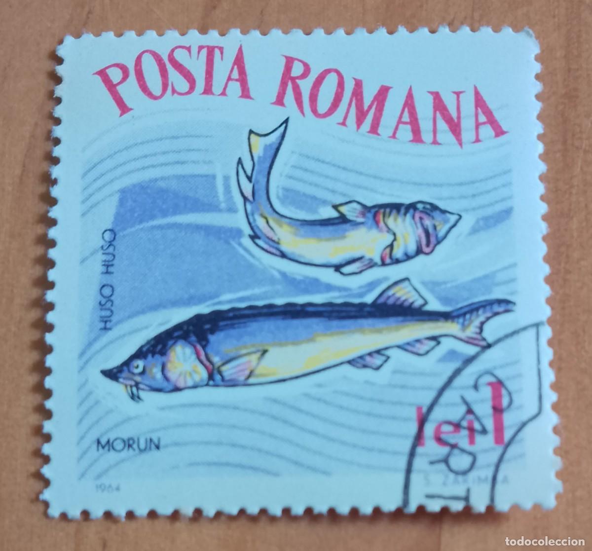 Sellos: RUMANIA - 1 LEI - A&Ntilde;O 1964 - FAUNA MARINA, MORUN, PEZ ESTURI&Oacute;N - VER DESCRIPCI&Oacute;N.