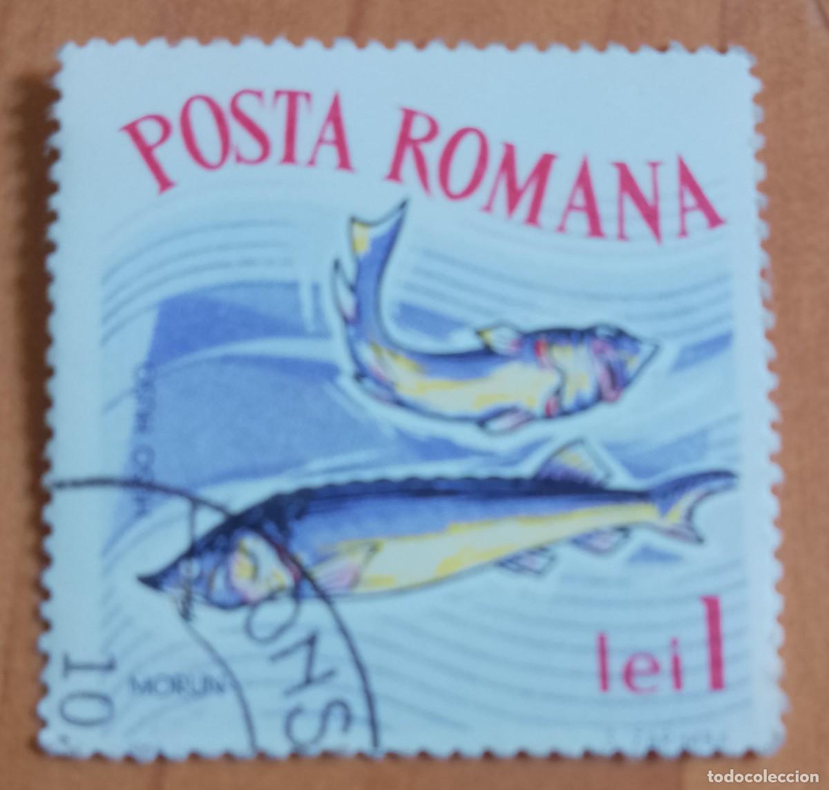 Sellos: RUMANIA - 1 LEI - A&Ntilde;O 1964 - FAUNA MARINA, MORUN, PEZ ESTURI&Oacute;N - VER DESCRIPCI&Oacute;N.