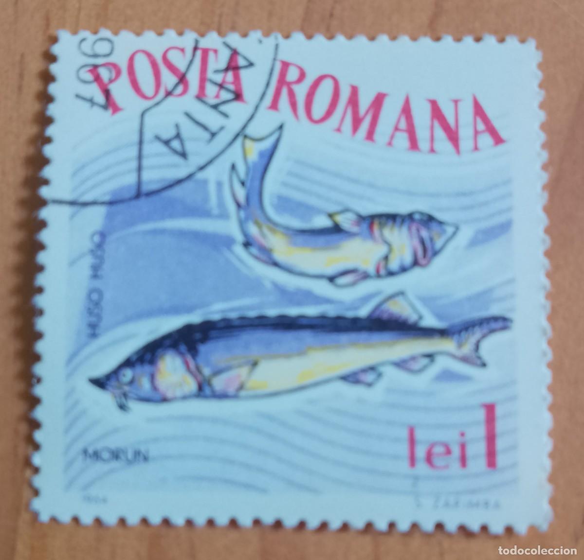 Sellos: RUMANIA - 1 LEI - A&Ntilde;O 1964 - FAUNA MARINA, MORUN, PEZ ESTURI&Oacute;N - VER DESCRIPCI&Oacute;N.