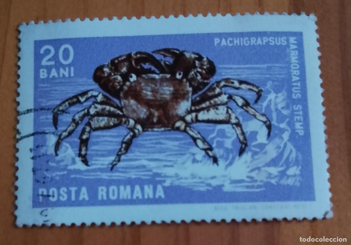 Sellos: RUMANIA - 20 BANI - A&Ntilde;O 1966 - FAUNA, CR&Uacute;STACEO. CANGREJO CORREDOR O ZAPATERO - VER DESCRIPCI&Oacute;N.
