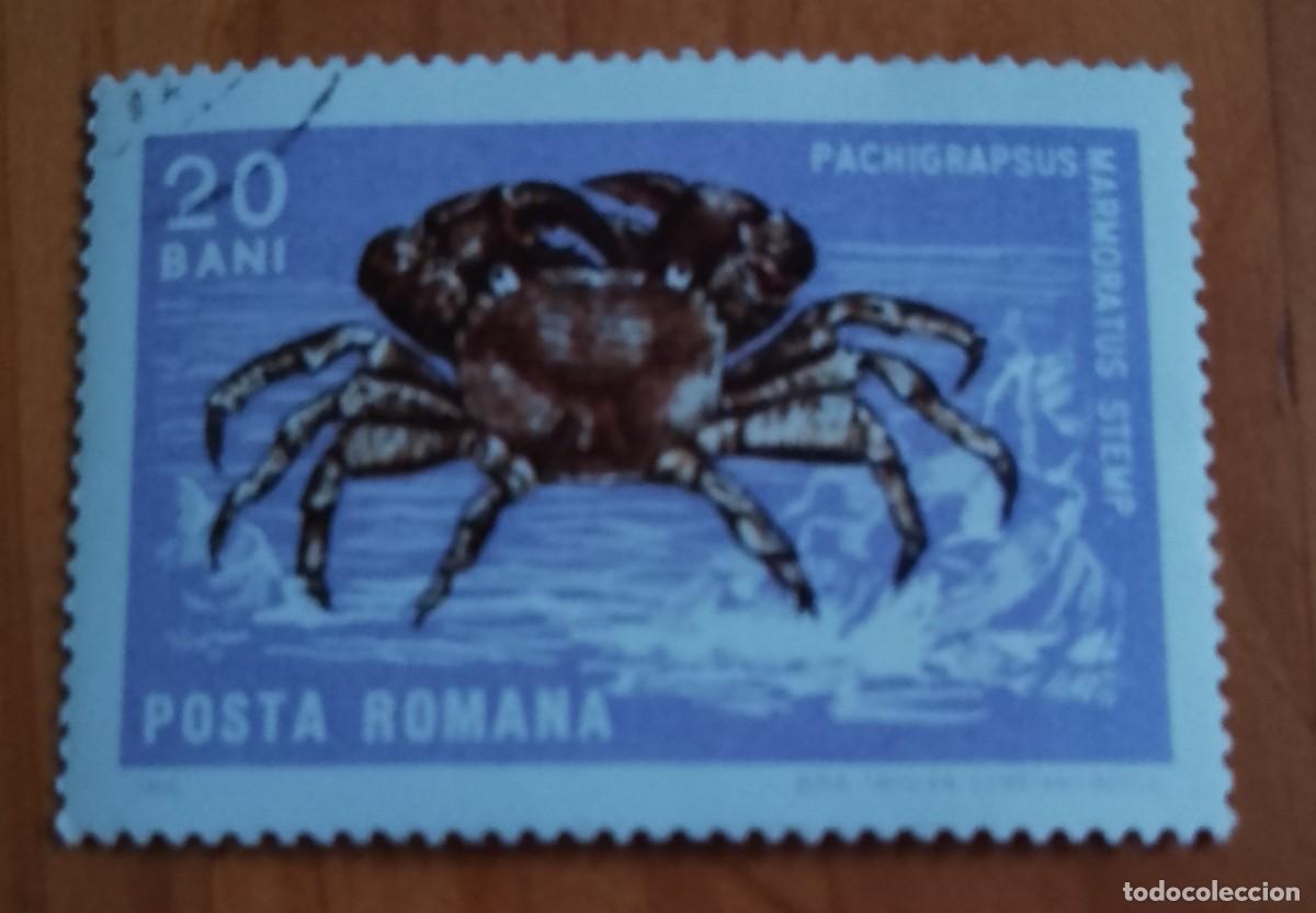 Sellos: RUMANIA - 20 BANI - A&Ntilde;O 1966 - FAUNA, CR&Uacute;STACEO. CANGREJO CORREDOR O ZAPATERO - VER DESCRIPCI&Oacute;N.