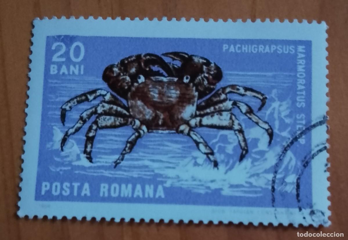 Sellos: RUMANIA - 20 BANI - A&Ntilde;O 1966 - FAUNA, CR&Uacute;STACEO. CANGREJO CORREDOR O ZAPATERO - VER DESCRIPCI&Oacute;N.