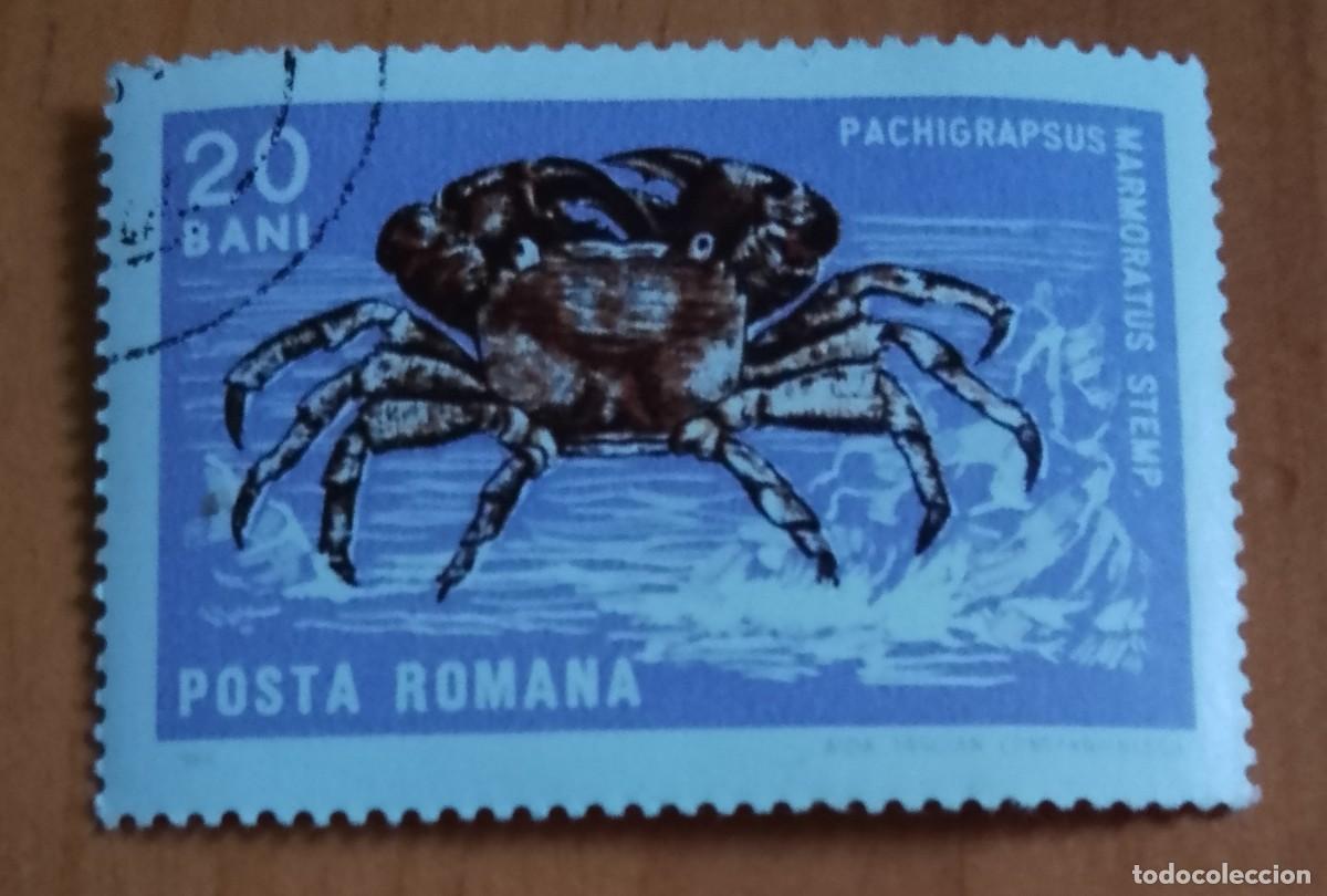 Sellos: RUMANIA - 20 BANI - A&Ntilde;O 1966 - FAUNA, CR&Uacute;STACEO. CANGREJO CORREDOR O ZAPATERO - VER DESCRIPCI&Oacute;N.