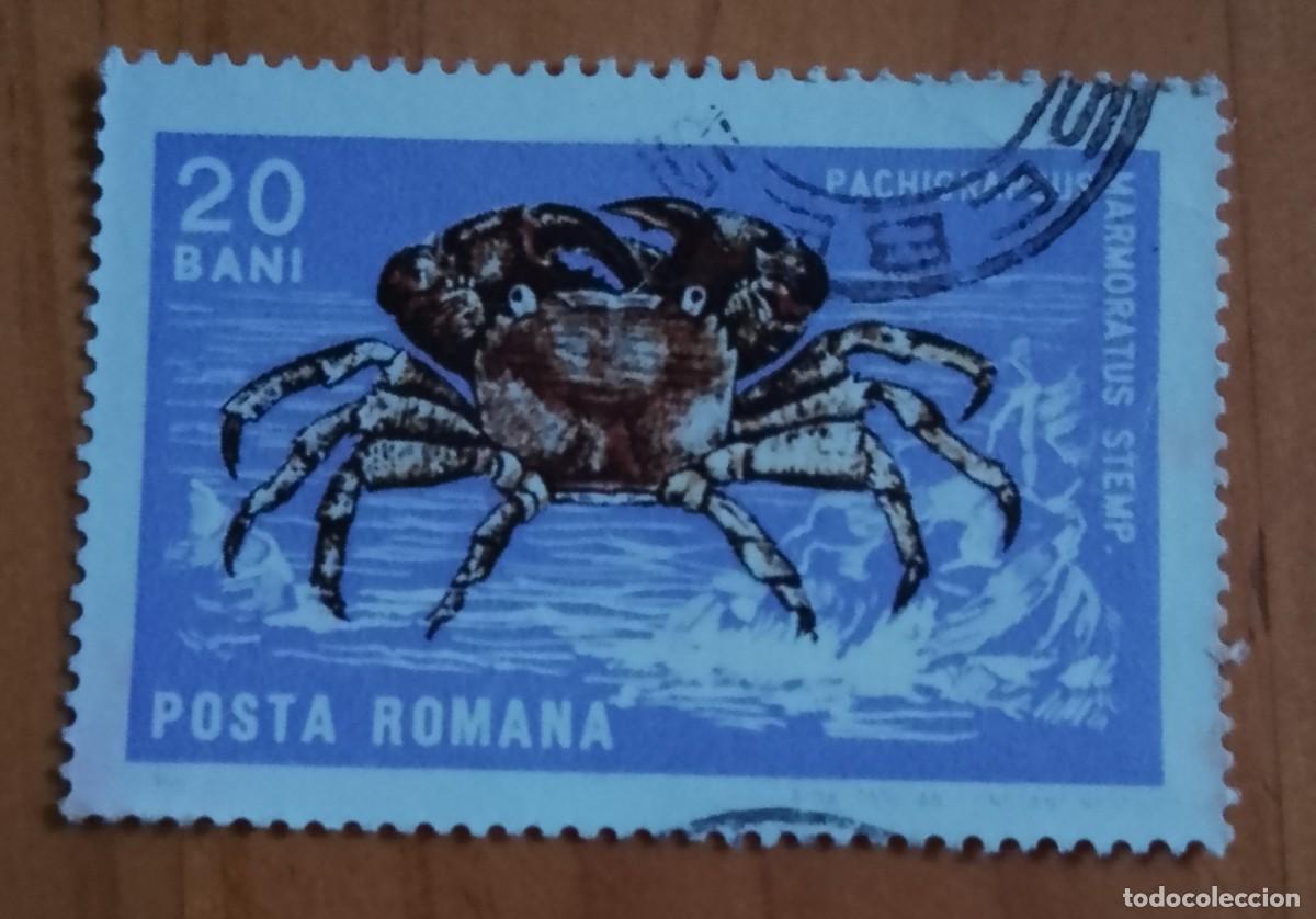 Sellos: RUMANIA - 20 BANI - A&Ntilde;O 1966 - FAUNA, CR&Uacute;STACEO. CANGREJO CORREDOR O ZAPATERO - VER DESCRIPCI&Oacute;N.