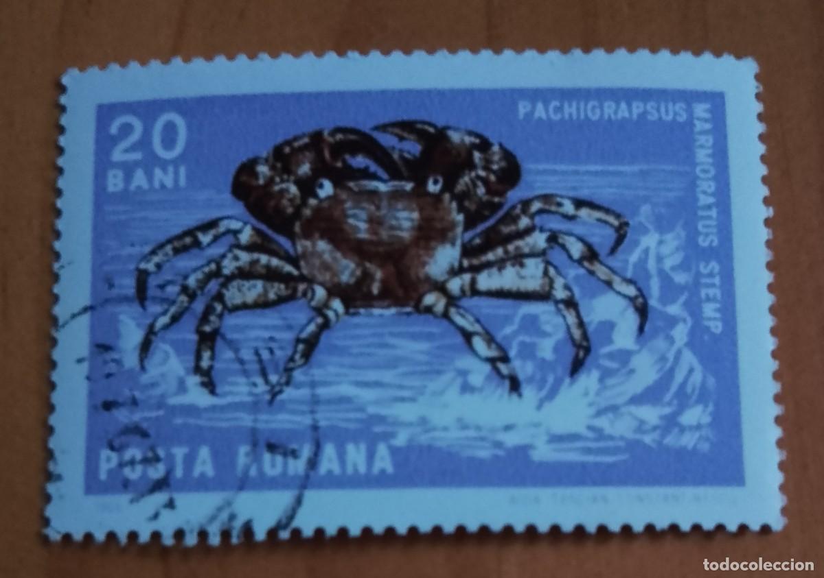 Sellos: RUMANIA - 20 BANI - A&Ntilde;O 1966 - FAUNA, CR&Uacute;STACEO. CANGREJO CORREDOR O ZAPATERO - VER DESCRIPCI&Oacute;N.