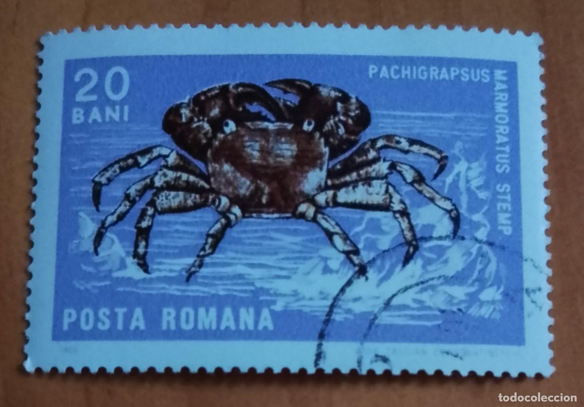 Sellos: RUMANIA - 20 BANI - A&Ntilde;O 1966 - FAUNA, CR&Uacute;STACEO. CANGREJO CORREDOR O ZAPATERO - VER DESCRIPCI&Oacute;N.