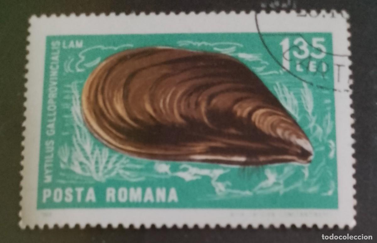 Sellos: RUMANIA - 1,35 LEI - A&Ntilde;O 1966 - FAUNA MARINA, MEJILL&Oacute;N MEDITERR&Aacute;NEO O GALLEGO - VER DESCRIPCI&Oacute;N.