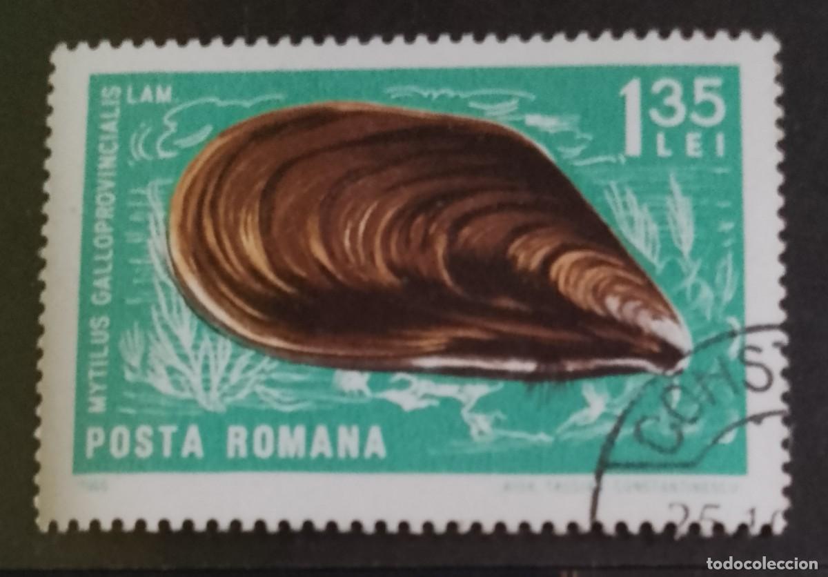 Sellos: RUMANIA - 1,35 LEI - A&Ntilde;O 1966 - FAUNA MARINA, MEJILL&Oacute;N MEDITERR&Aacute;NEO O GALLEGO - VER DESCRIPCI&Oacute;N.