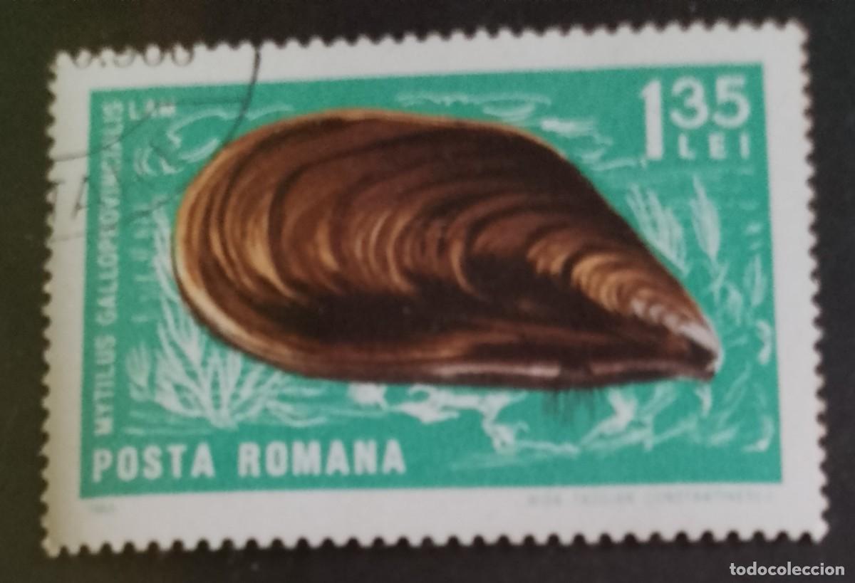 Sellos: RUMANIA - 1,35 LEI - A&Ntilde;O 1966 - FAUNA MARINA, MEJILL&Oacute;N MEDITERR&Aacute;NEO O GALLEGO - VER DESCRIPCI&Oacute;N.
