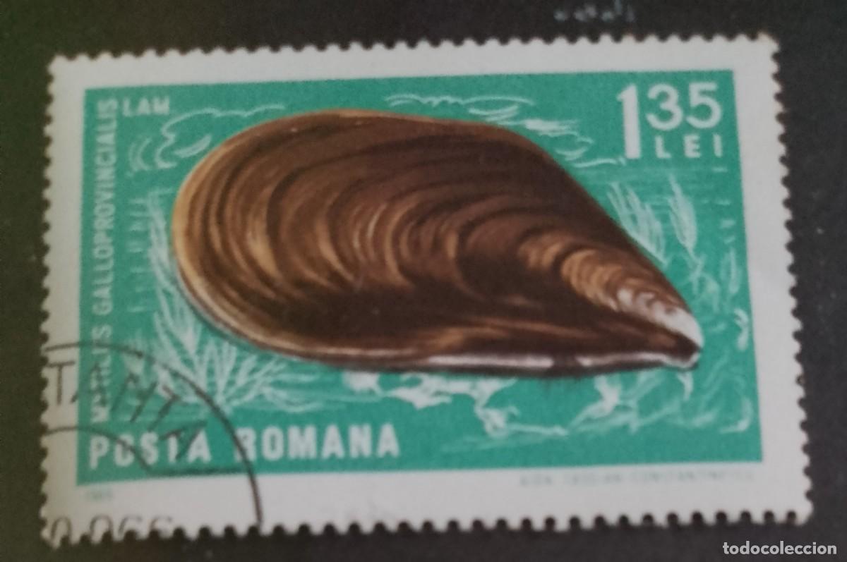 Sellos: RUMANIA - 1,35 LEI - A&Ntilde;O 1966 - FAUNA MARINA, MEJILL&Oacute;N MEDITERR&Aacute;NEO O GALLEGO - VER DESCRIPCI&Oacute;N.
