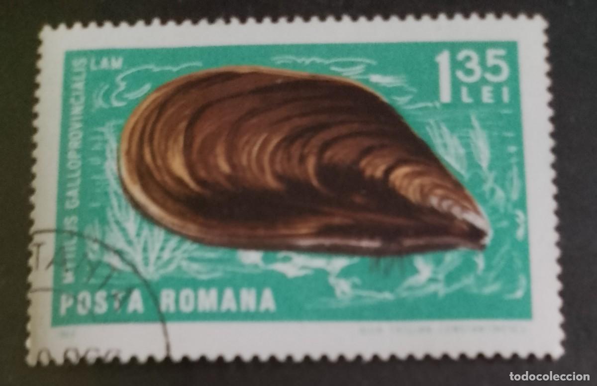 Sellos: RUMANIA - 1,35 LEI - A&Ntilde;O 1966 - FAUNA MARINA, MEJILL&Oacute;N MEDITERR&Aacute;NEO O GALLEGO - VER DESCRIPCI&Oacute;N.