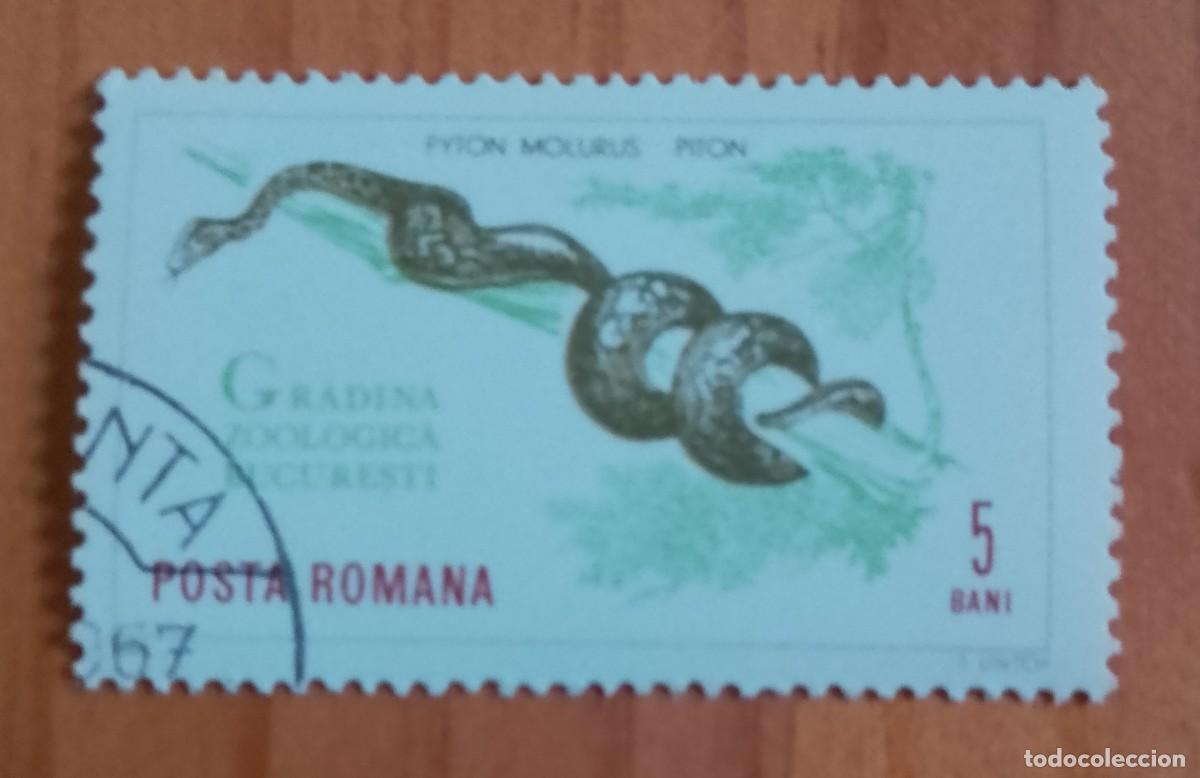 Sellos: RUMANIA - 5 BANI - A&Ntilde;O 1964 - PIT&Oacute;N, PYTON MOLURUS, JARDIN ZOOL&Oacute;GICO BUCAREST - VER DESCRIPCI&Oacute;N.