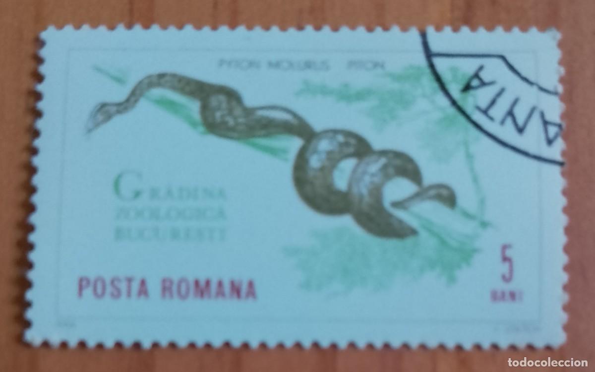 Sellos: RUMANIA - 5 BANI - A&Ntilde;O 1964 - PIT&Oacute;N, PYTON MOLURUS, JARDIN ZOOL&Oacute;GICO BUCAREST - VER DESCRIPCI&Oacute;N.