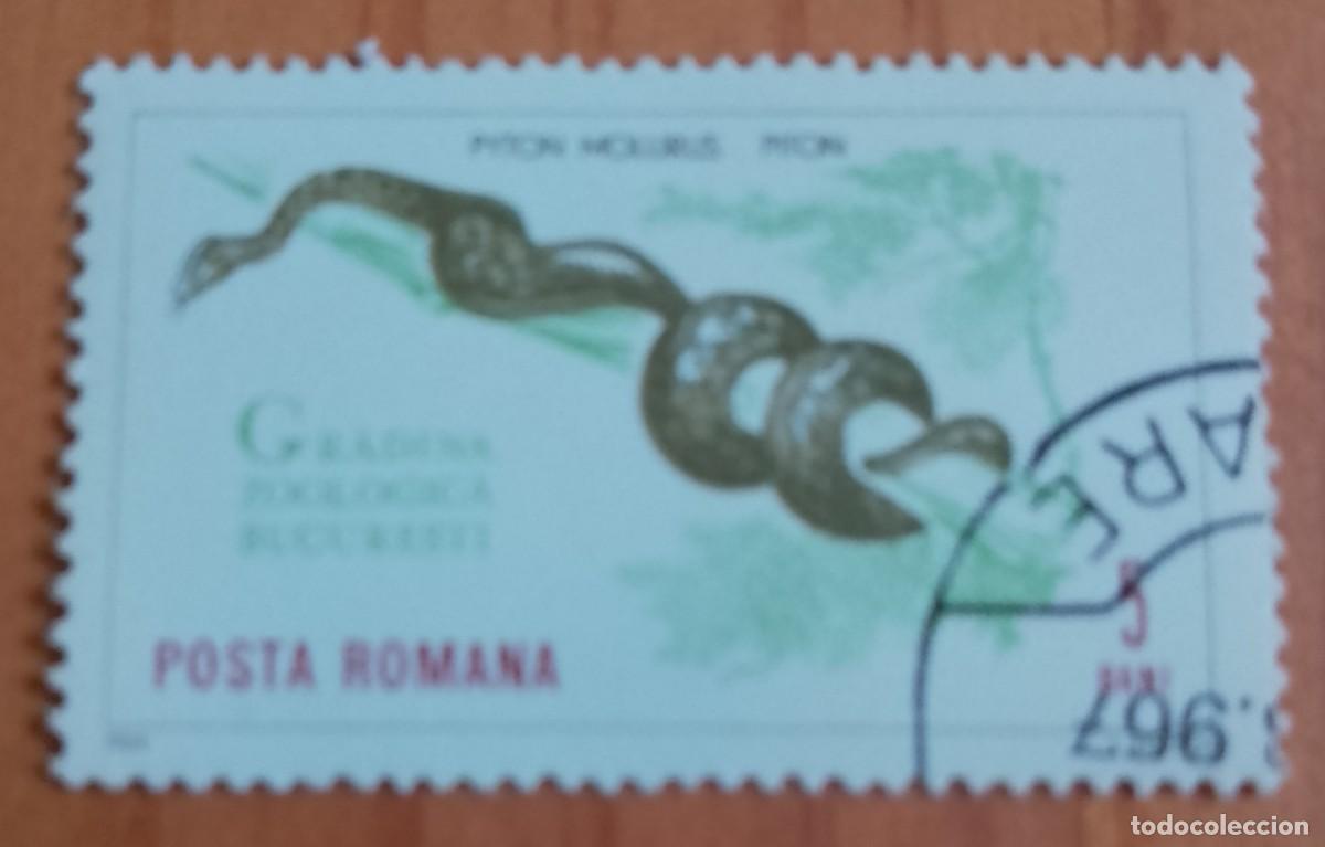Sellos: RUMANIA - 5 BANI - A&Ntilde;O 1964 - PIT&Oacute;N, PYTON MOLURUS, JARDIN ZOOL&Oacute;GICO BUCAREST - VER DESCRIPCI&Oacute;N.