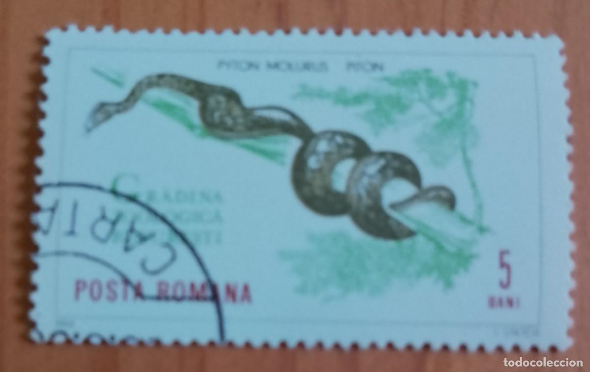 Sellos: RUMANIA - 5 BANI - A&Ntilde;O 1964 - PIT&Oacute;N, PYTON MOLURUS, JARDIN ZOOL&Oacute;GICO BUCAREST - VER DESCRIPCI&Oacute;N.
